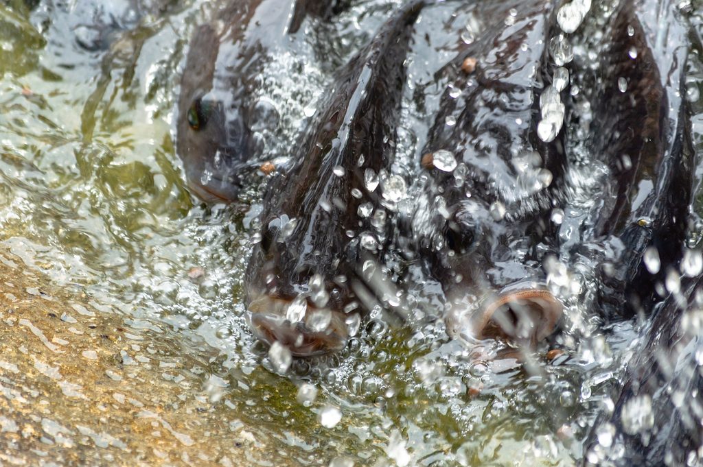 Fish farming in Bangladesh
